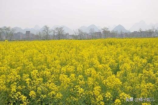 油菜花香演员表（油菜花香剧情简介）