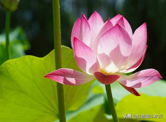 关于夏天的古诗词有哪些（关于夏天的古诗十首）