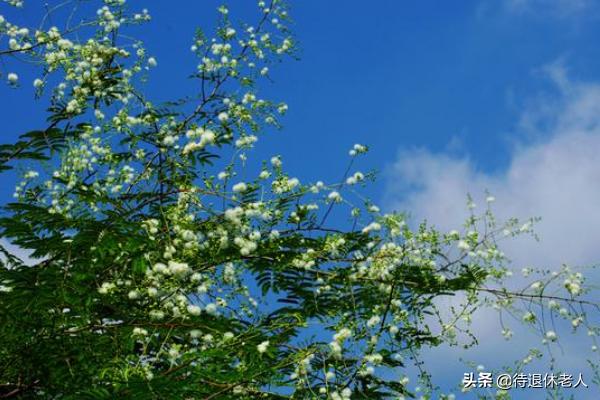 春光明媚（春光明媚打一准确生肖）