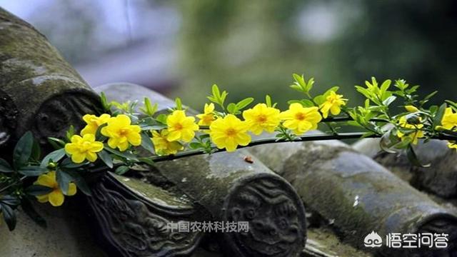 写春天的诗有哪些(写春天的诗全部 一一)