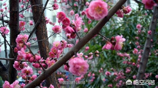 写春天的诗有哪些(写春天的诗全部 一一)