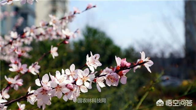 写春天的诗有哪些(写春天的诗全部 一一)