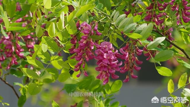 写春天的诗有哪些(写春天的诗全部 一一)