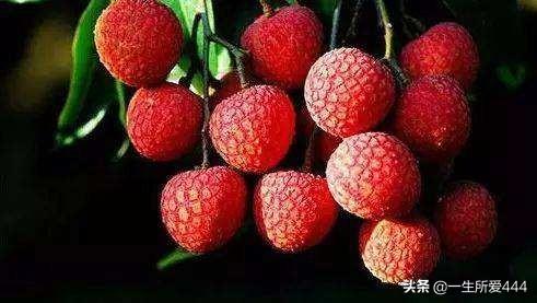 日啖荔枝三百颗是什么意思（日啖荔枝三百颗指的是谁）