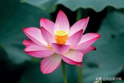 形容荷花的古诗（形容荷花 诗句）