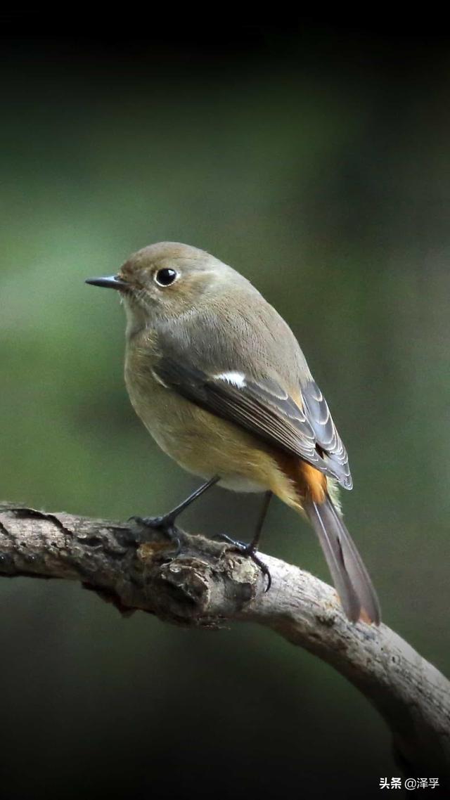 唐寅画鸡古诗意思（唐寅的画鸡诗怎么读）