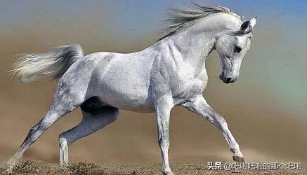 李贺的马诗是什么意思（李贺的马诗属于什么诗）