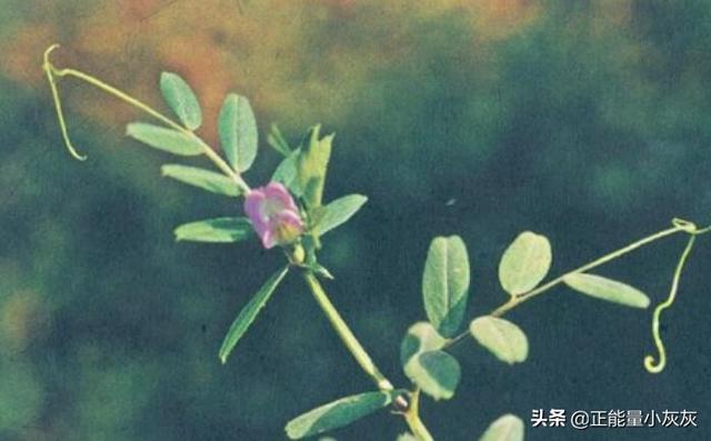 野望王绩的翻译和解释（野望王绩的诗翻译）