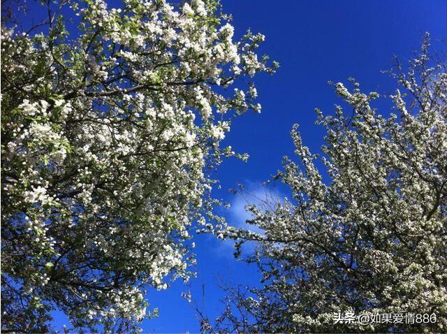 春日偶成古诗拼音原文（春日偶成带拼音）